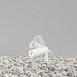 Ландшафтный светильник Outdoor Bern O050FL-L5W3K - фото