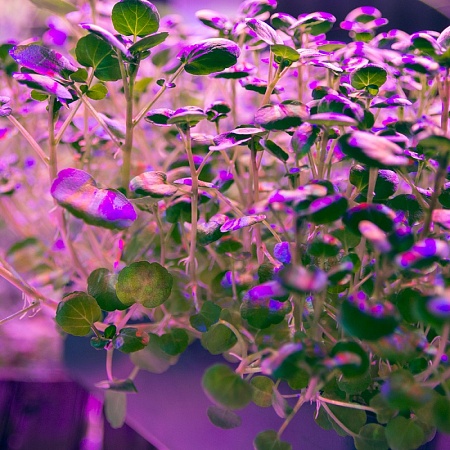 Лампа светодиодная для растений А60 Feron LB-7060 E27 10W 175-265V красно-синий спектр - фото